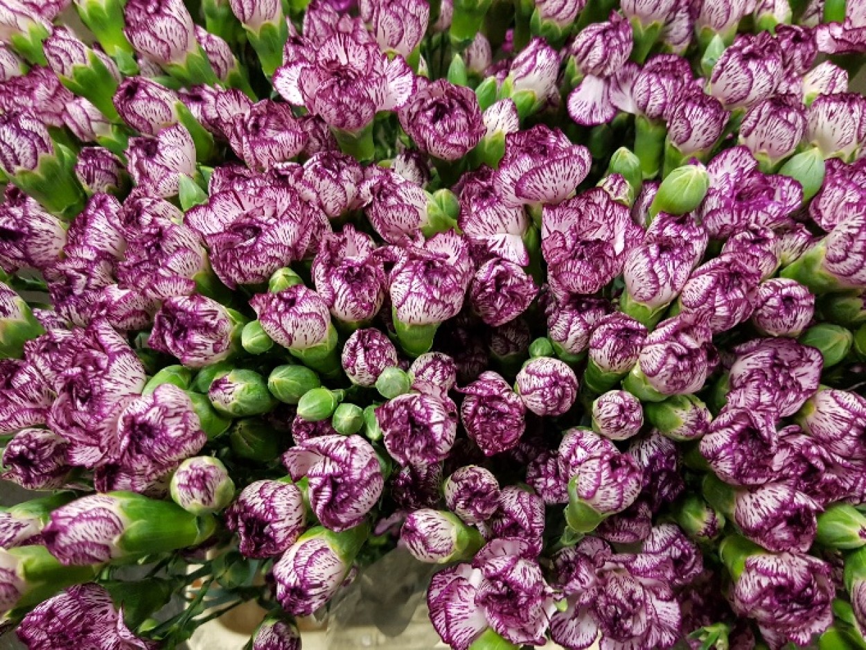 Spectro / Spray nelken / H&C Blumen